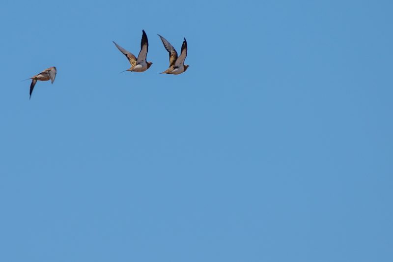 Gangas catas en Provence